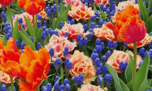 Muscari Tulpen Brisbane Tulpe Amazing Parrot