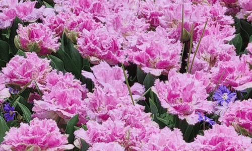 Tulpe Perth Krewelshof