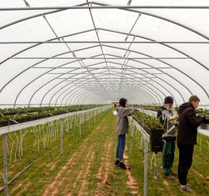 Neue Erdbeer-Folientunnel für eine längere Ernte auf dem Krewelshof.