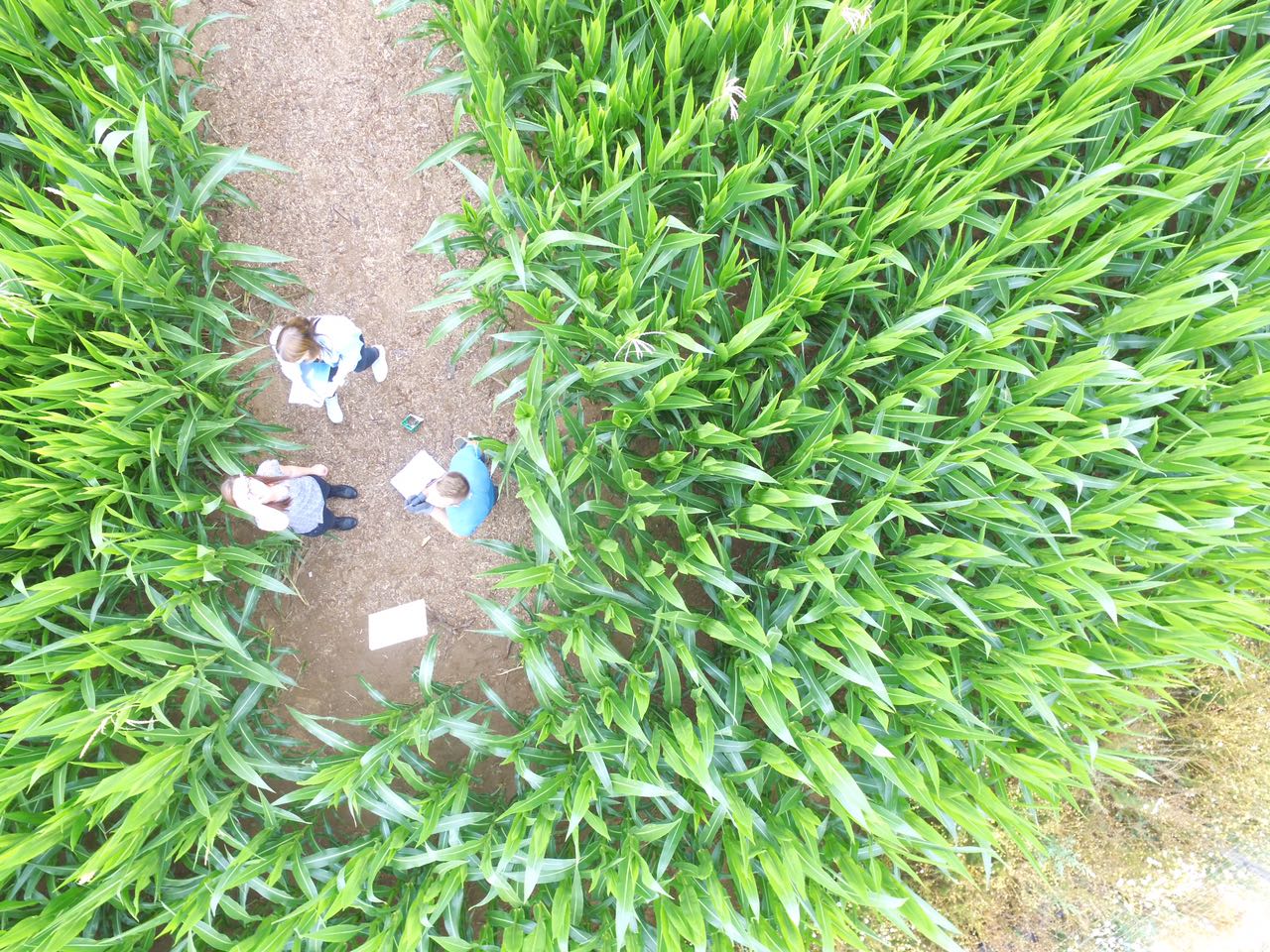 Maislabyrinth startet am Sonntag