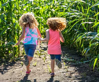 Das Maislabyrinth auf dem Krewelshof ist ein echtes Highlight für Kinder.