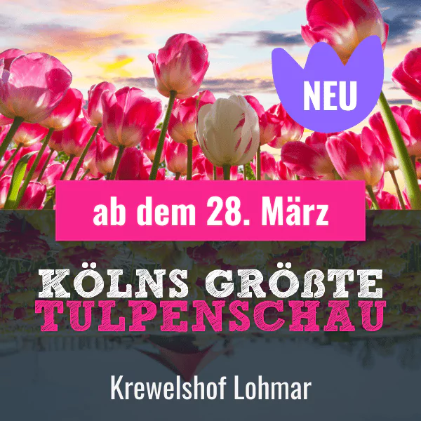 Kölns größte Tulpenschau 2026 Lohmar