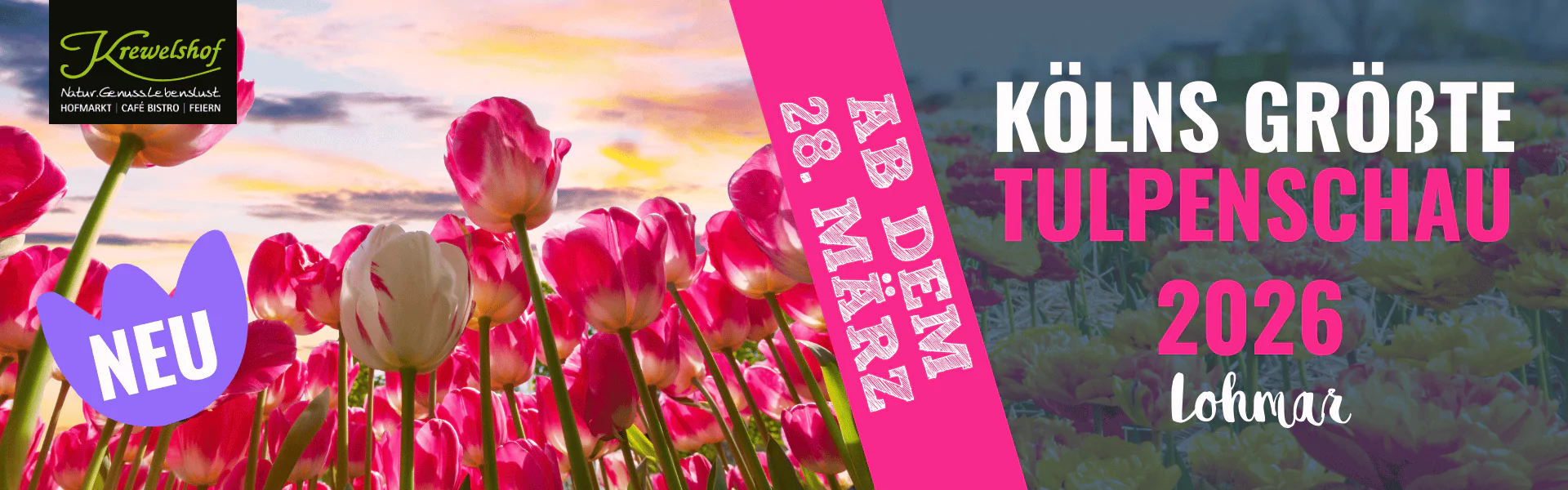 Kölns größte Tulpenschau Krewelshof Lohmar