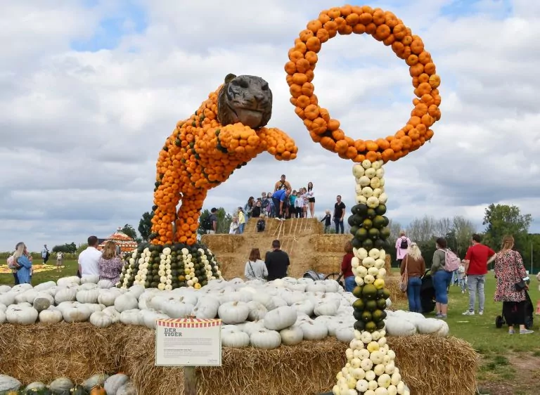 Kürbisschau NRWs grösste 2021 Zirkus MAnege frei 1 Tiger im Sprung REifen PYramide Strohrutsche