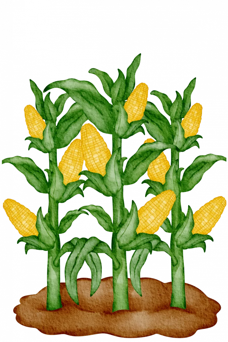 Maiskolben Grafik Maislabyrinth