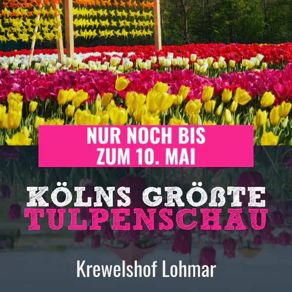 KÖLNs größte Tulpenschau bis 10. Mai Krewelshof Lohmar